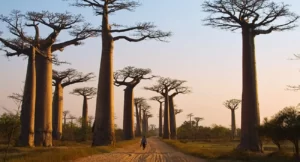 Viale dei Baobab