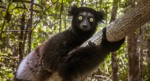 Lemure indri ad Andasibe