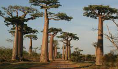 Viale dei baobabs